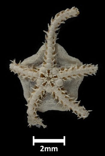 Media type: image;   Invertebrate Zoology OPH-1473 Description: Bottom up view of single ophiuroid specimen with a scale bar.;  Aspect: ventral